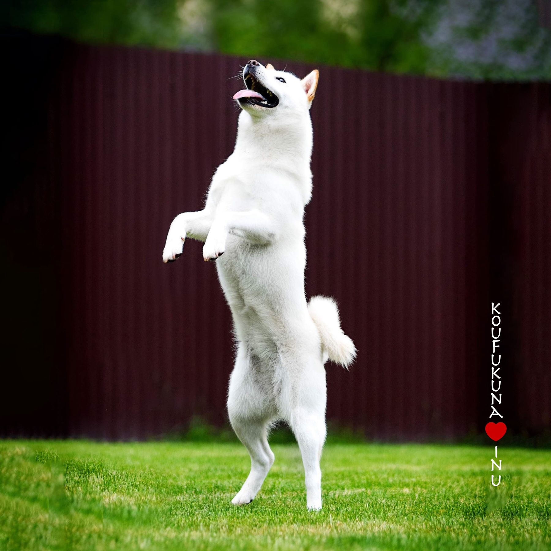 Yuki, Puppy Reservation, Boy