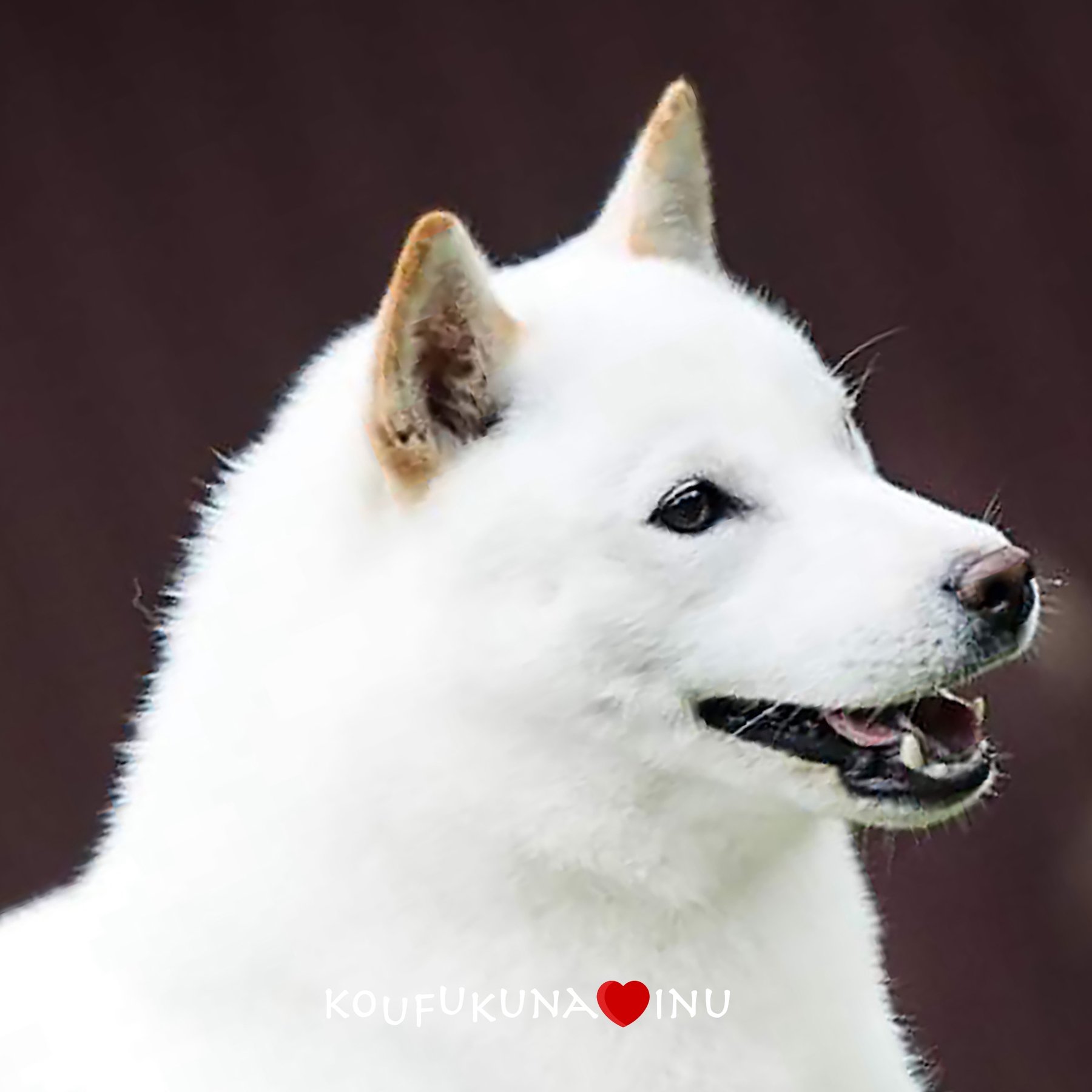 Yuki, Puppy Reservation, Boy