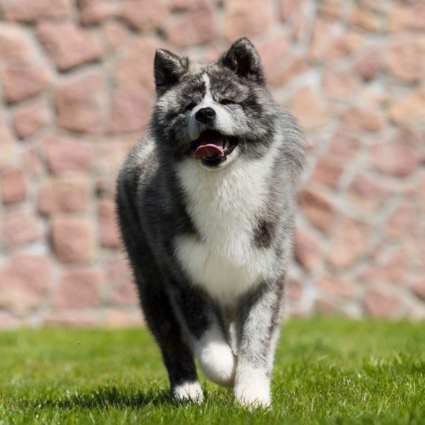 Tachi, Puppy Reservation, Boy