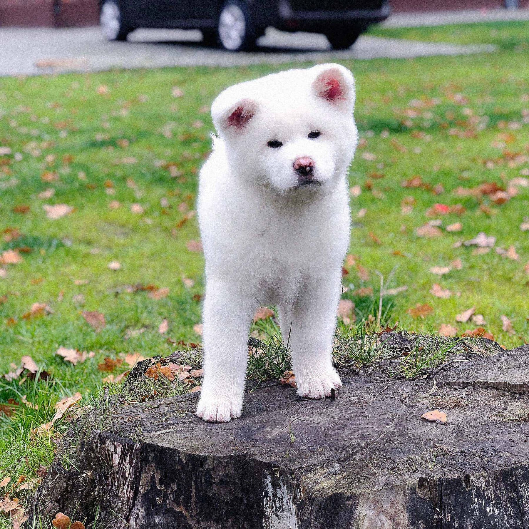 Tachi, Puppy Reservation, Boy