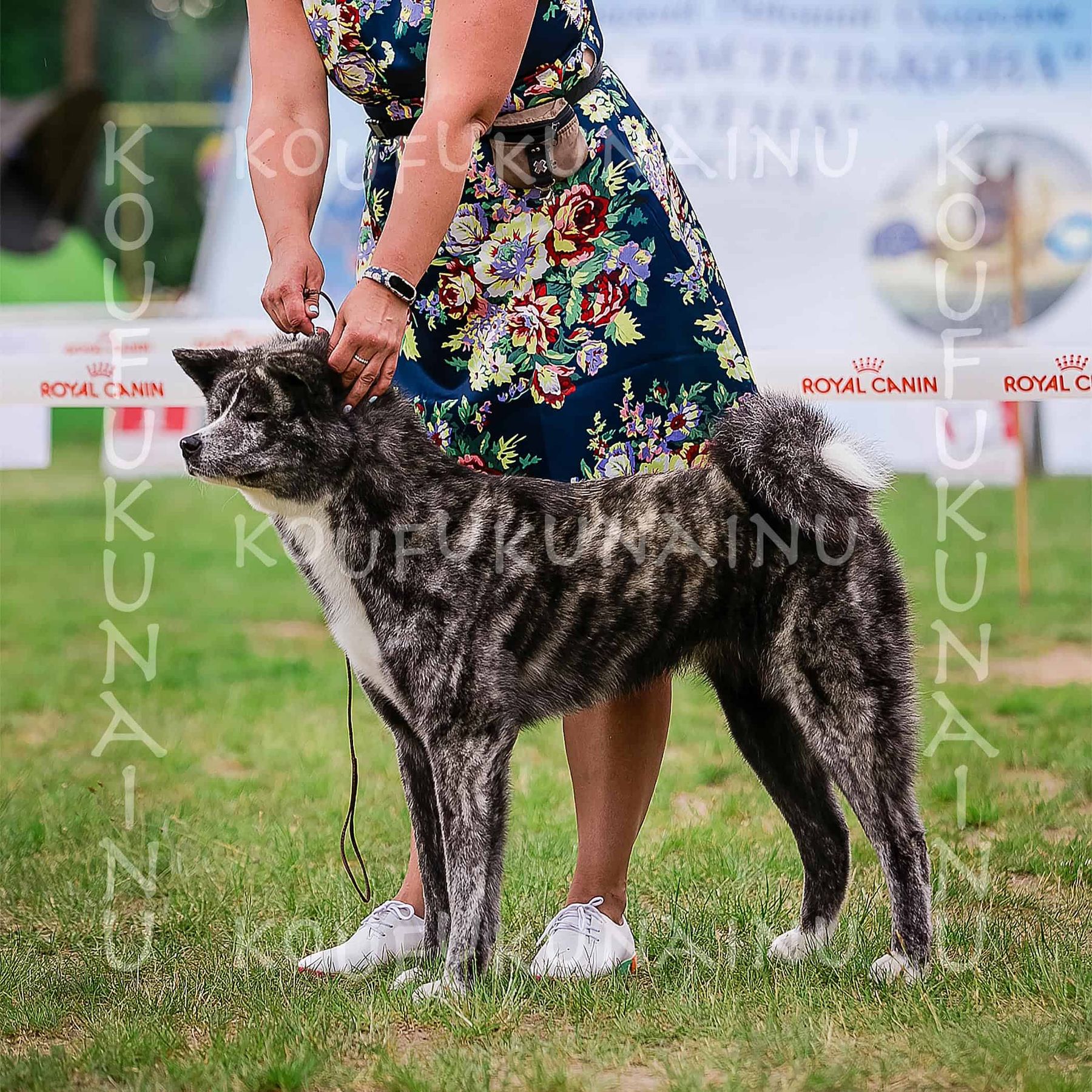 Tachi, Puppy Reservation, Boy