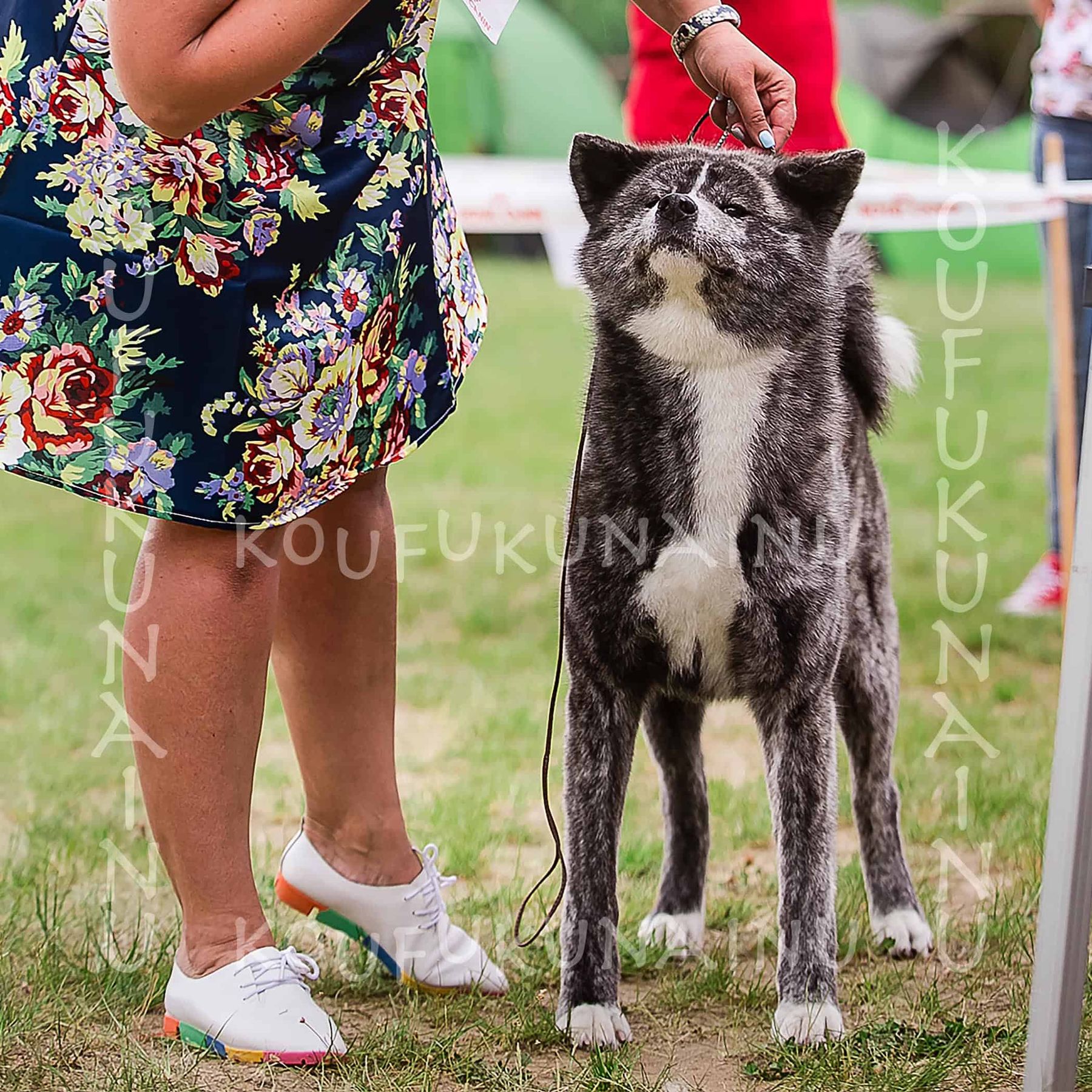 Tachi, Puppy Reservation, Boy