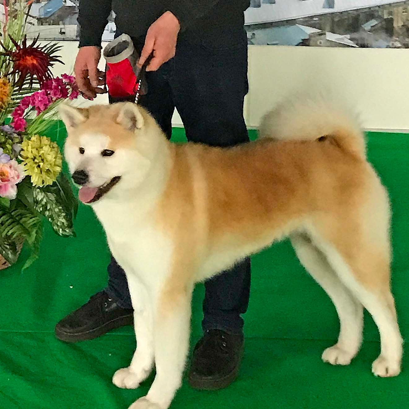 Нана, Бронювання цуценя, Хлопчик