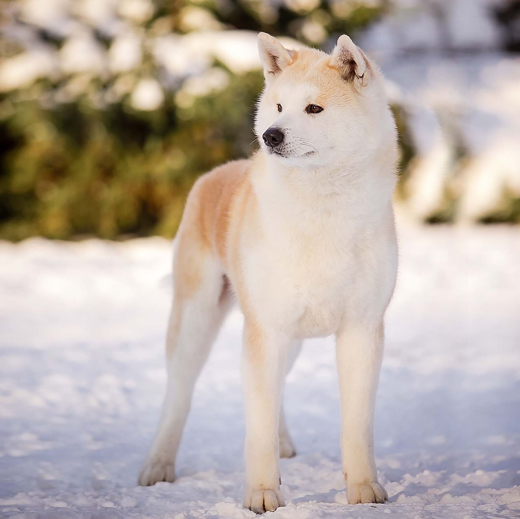 Nana, Puppy Reservation, Boy