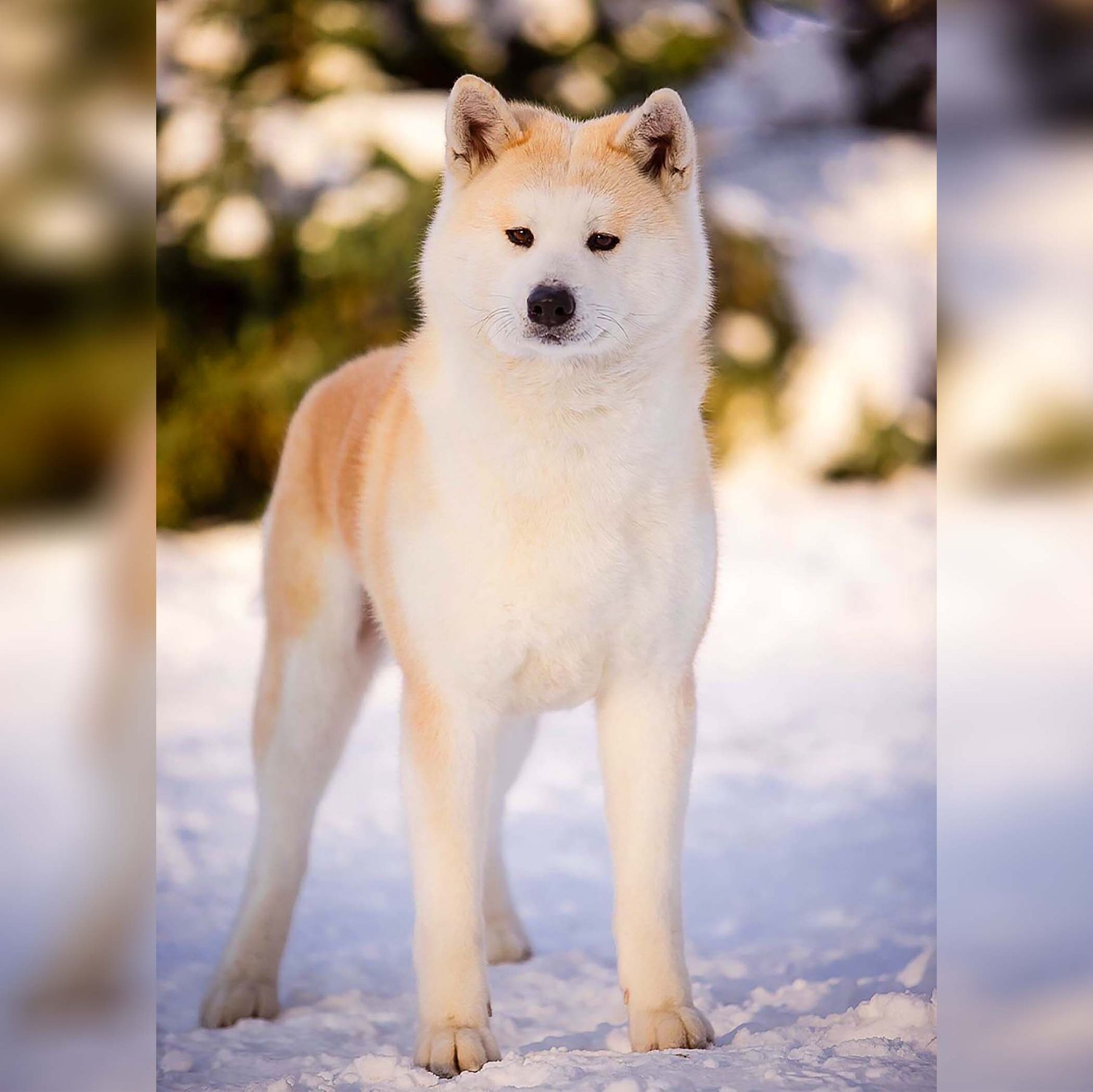 Nana, Puppy Reservation, Boy