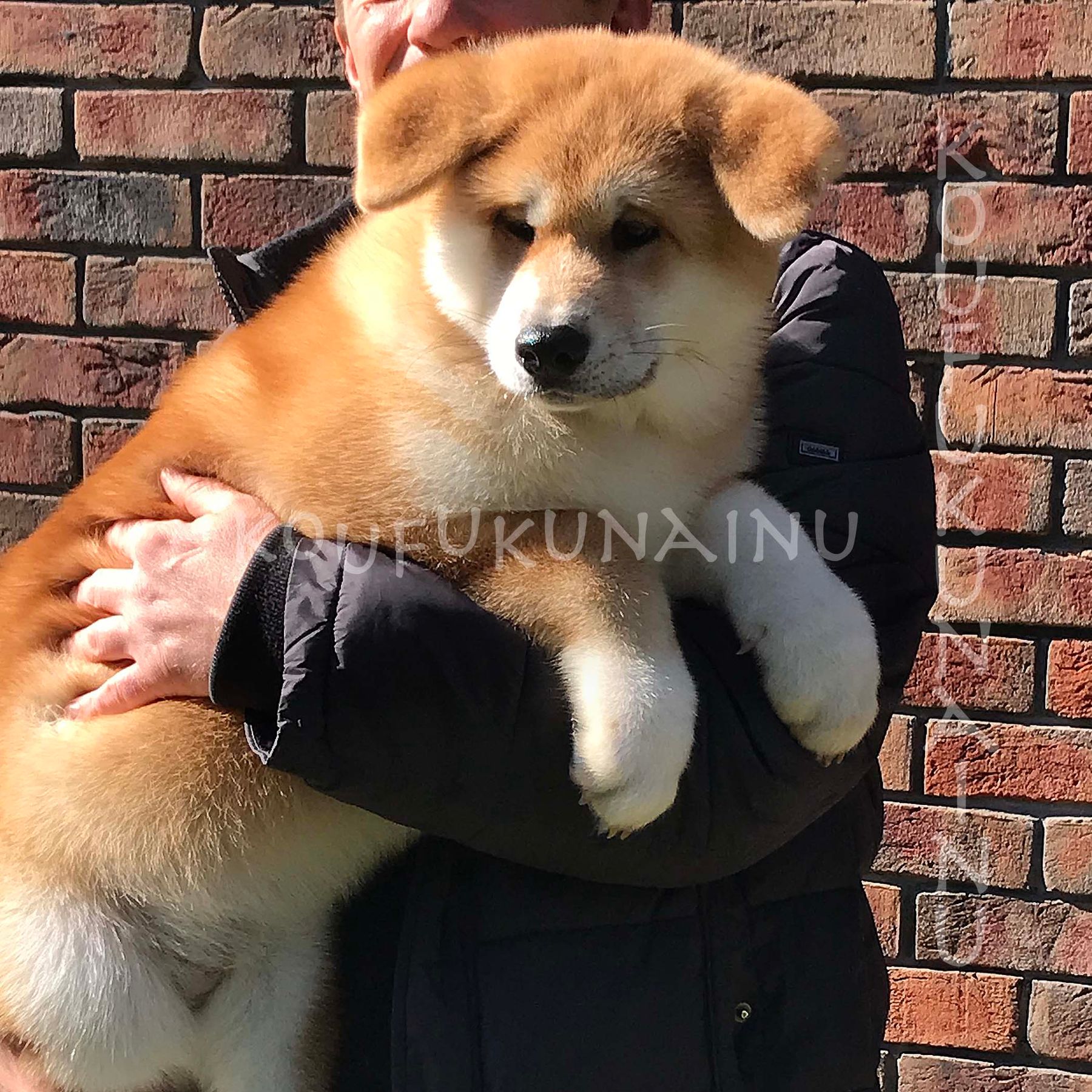 Нана, Бронювання цуценя, Хлопчик