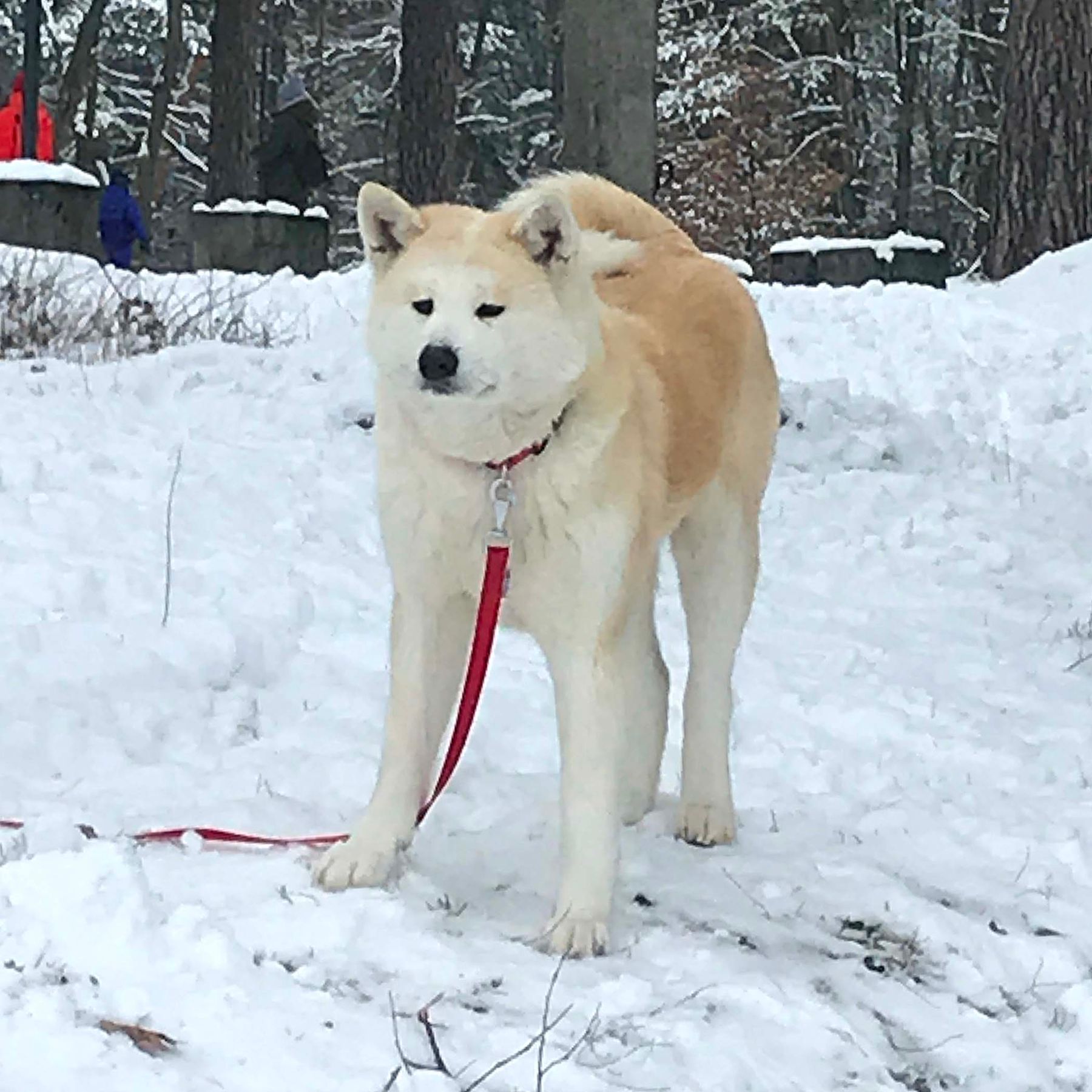 Нана, Бронювання цуценя, Хлопчик