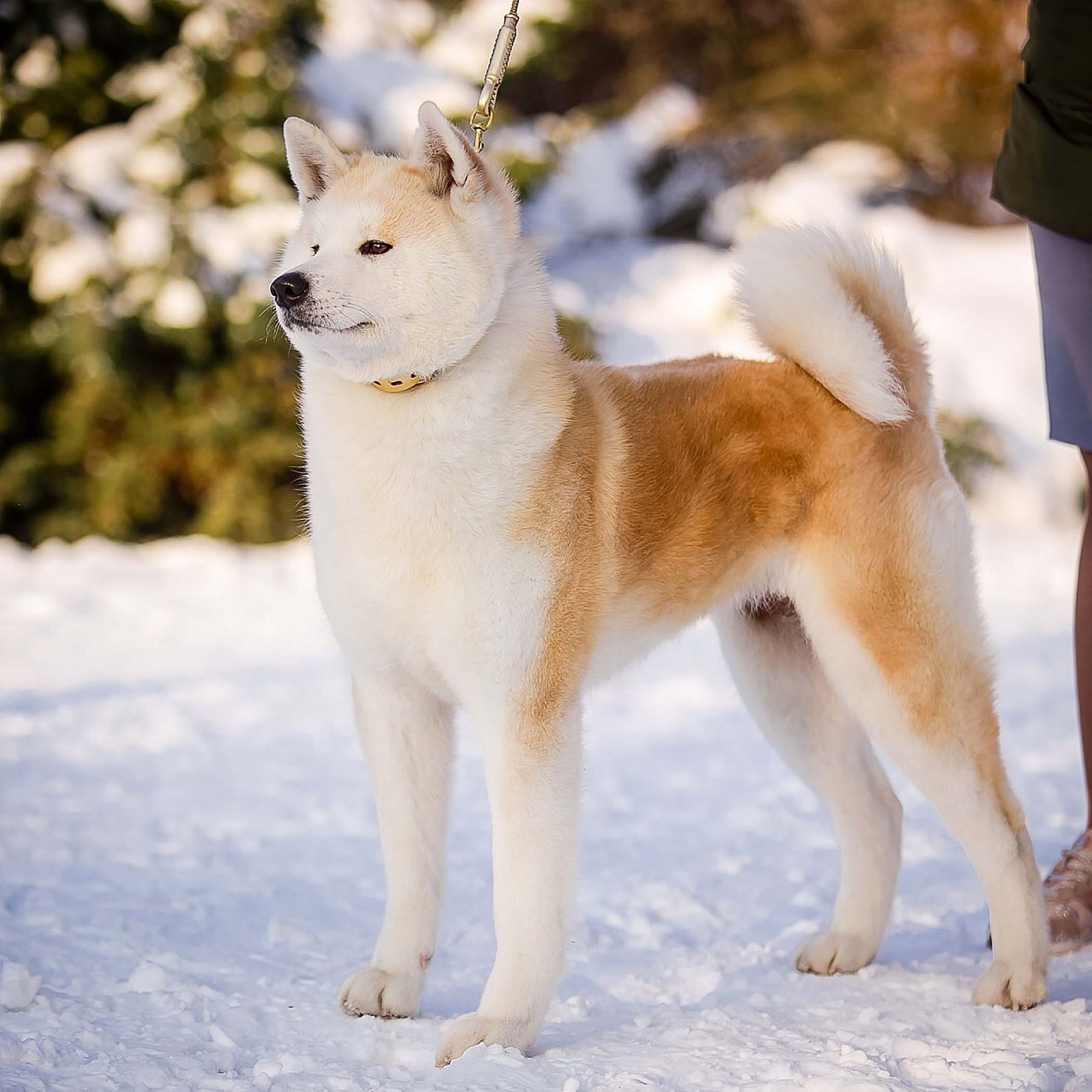 Nana, Puppy Reservation, Boy