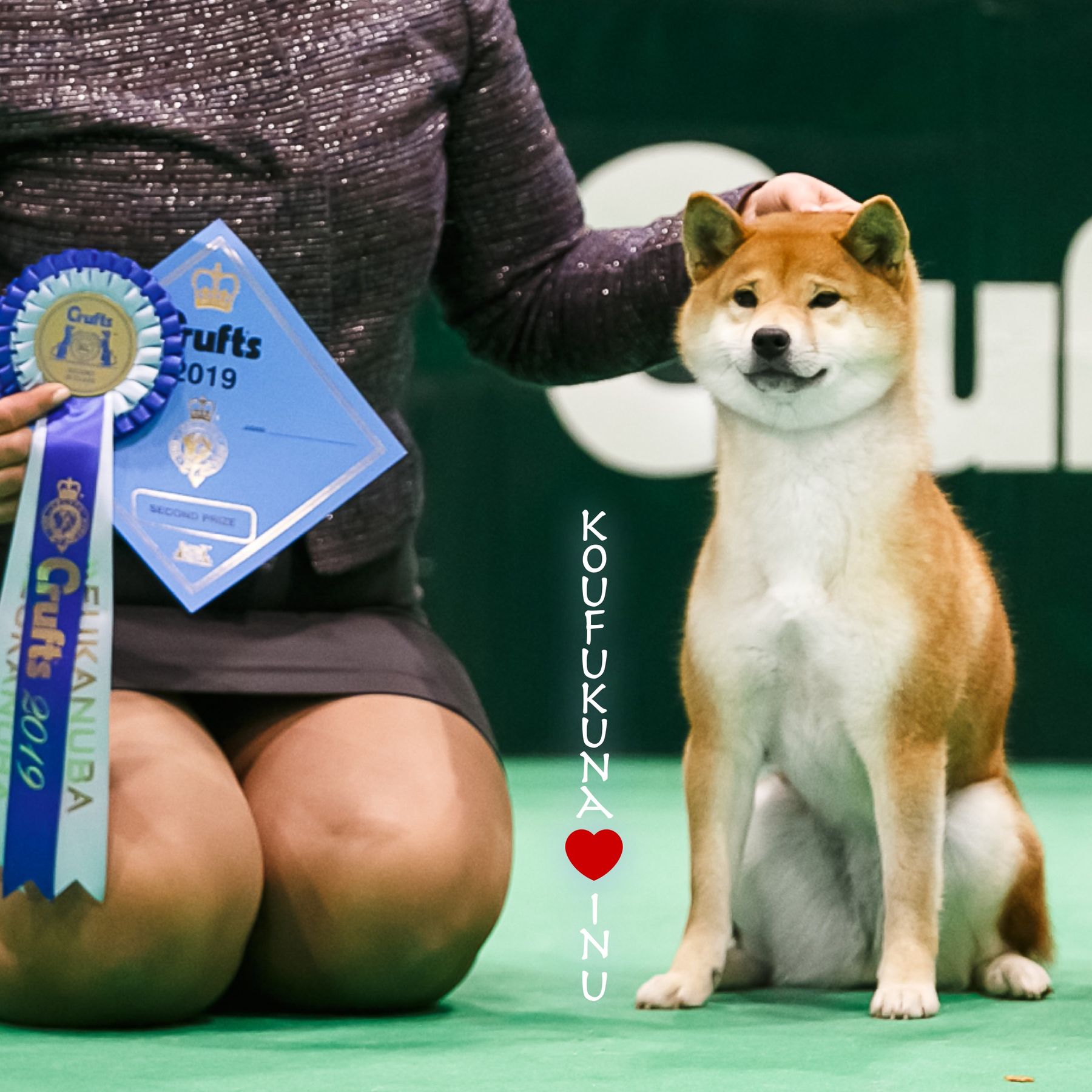 Tari, Puppy Reservation, Boy