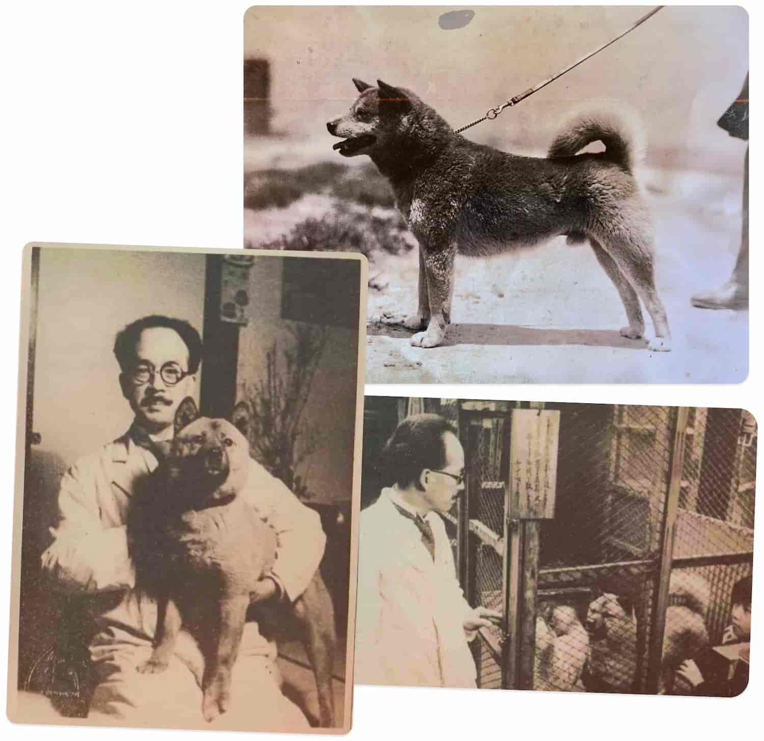 Пан Цуруёсі Накамура і пес, що поклав початок сучасних Сиба-ину